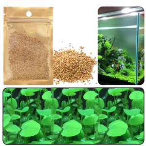 LOVE Plant Seeds - Pack of 1
